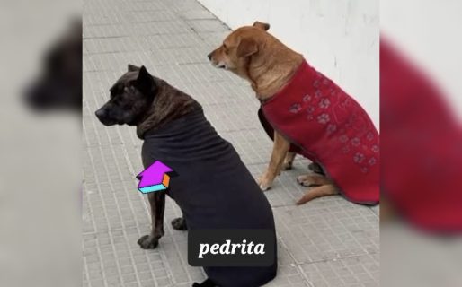 Piden tránsito urgente para Pedrita, la perra que quedó sola tras la muerte de su compañero