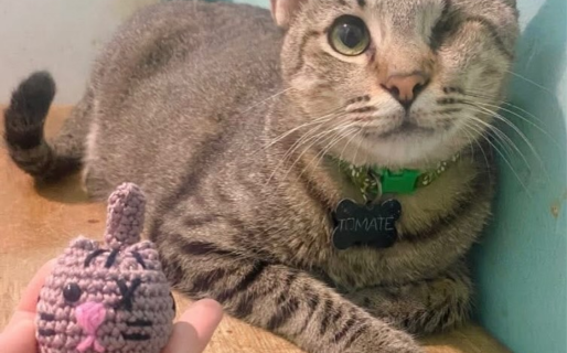 Adopciones simbólicas: la genial idea de rescatistas para poder mantener económicamente a gatitos sin tenerlos en casa