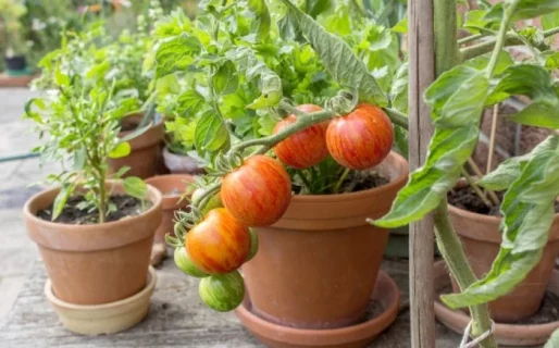 Realizarán el segundo taller de Huerta Orgánica Biointensiva en Rada Tilly