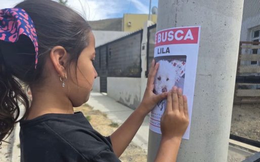 Una niña busca a su perrita y llenó los barrios de carteles: «La extrañamos mucho»