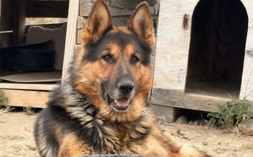 Buscan una adopción especial para Max, un ovejero alemán que sufrió maltrato