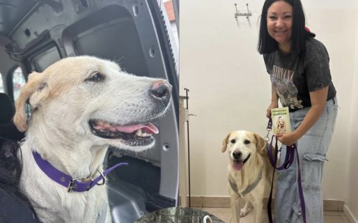 Blondie se recupera en un hogar de guarda tras ser rescatada de una situación de maltrato