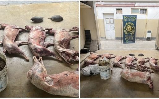 Decomisaron un cordero, capones y piches en un control vehicular