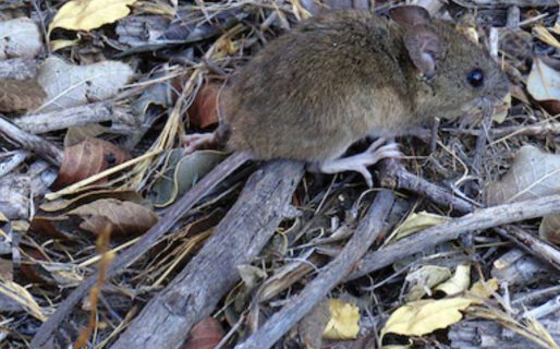 <strong>Aumentaron los casos de hantavirus: cuál es la región que concentra el 70% de las infecciones</strong>