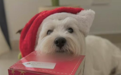 <strong>Diseñaron cajas navideñas para perros y gatos y son furor: cuánto cuestan</strong>