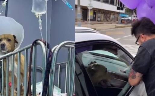 “Mi perro venció el cáncer”: el conmovedor festejo que recorrió las calles y las redes