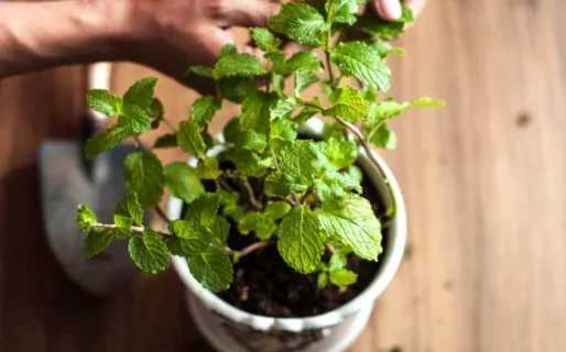 Plantines a cambio de golosinas: la Asociación Forestal se suma a la colecta navideña