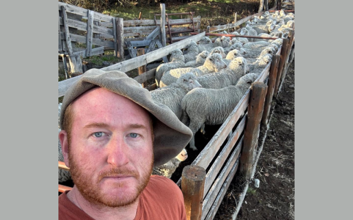 Alerta sanitaria por sarna ovina en Chubut: advierten sobre su alto impacto productivo y refuerzan las medidas de control