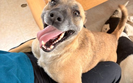 Dos años encerrado: Pocho sigue esperando que alguien lo adopte en Comodoro