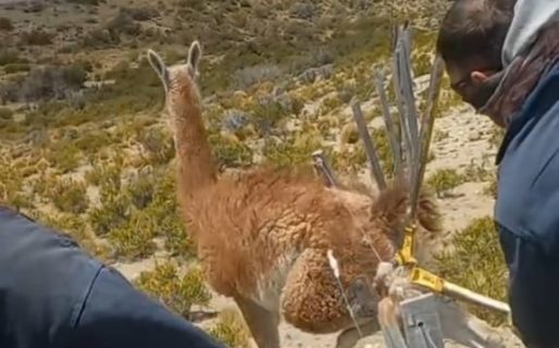 La buena acción del día: comodorenses rescataron a un guanaco atrapado