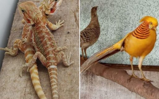 Rescataron más de 200 animales en peligro de extinción que eran vendidos por redes sociales