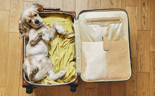 De ahora en más, las mascotas podrán viajar en trenes y micros de larga distancia: cuáles son los requisitos