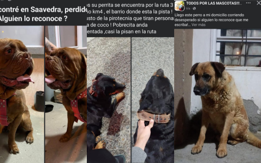 Numerosas mascotas aparecieron desorientadas en los barrios tras la pirotecnia navideña en Comodoro