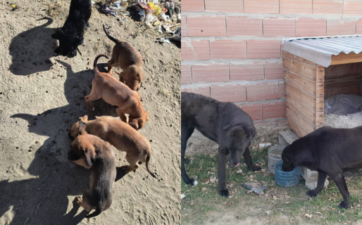 «Este mes está muy difícil»: una rescatista busca ayuda para seguir asistiendo a sus callejeros