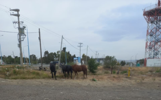 Advierten sobre la presencia de caballos sueltos cerca del aeropuerto