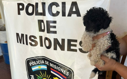 Robó un perro caniche y cuando quedó rodeado, amenazó con matarlo para que lo dejaran huir