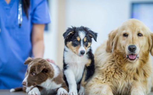 El próximo martes entregarán turnos para castración en Km 18