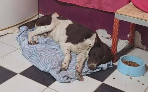 Lo abandonaron y trepa portones para dormir en patios cerrados: «Los vecinos amenazan con tirarlo en el campo»