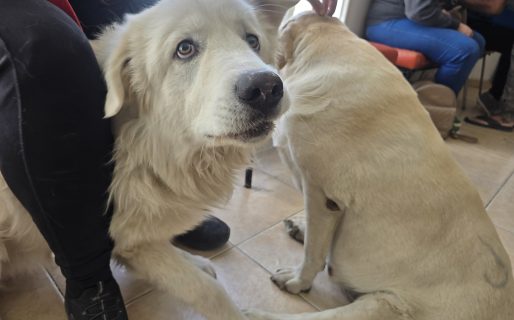 El veterinario Joaquín dió recomendaciones para calmar a las mascotas ante el uso de pirotecnia 