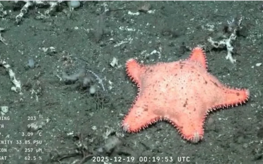 «No hizo mucho ejercicio»: científicos del CONICET encontraron una estrella culona en Madryn