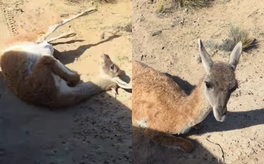 Actuación fallida: un guanaco quiso hacerse el herido y se volvió viral