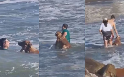Mar del Plata: a un perro se lo llevó la corriente del mar y un hombre se metió vestido para rescatarlo