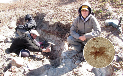 Descubren en la Patagonia las flores fósiles más antiguas de la región asociadas al dinosaurio más grande del mundo