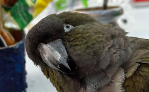 Lamentable: se llevaron al loro que frecuenta la cancha de Diadema
