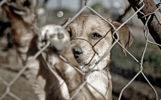 Cómo denunciar casos de maltrato animal en Comodoro