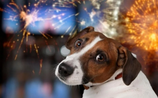 Se realizará un Taller para acompañar a perros y gatos con el miedo a la pirotecnia