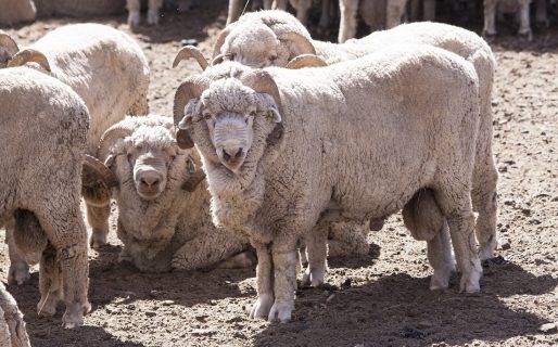 Declararon alerta sanitaria en siete departamentos de Chubut por sarna ovina