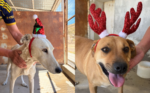 Navidad en el Dispensario Canino: la tierna campaña para promover adopciones
