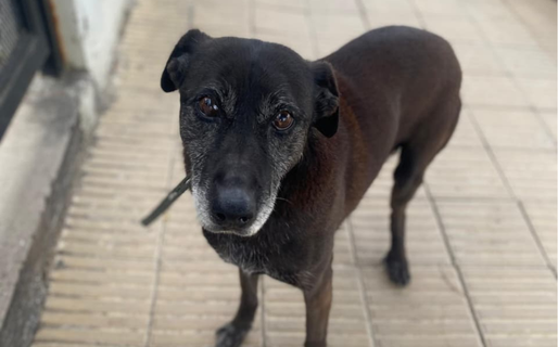 Vecinos del barrio Roca piden ayuda para encontrar a Negro Blue, perdido por la pirotecnia