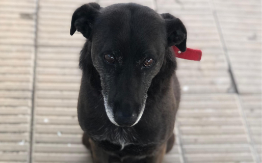 Negro Blue regresó al Barrio Roca tras ser ubicado en inmediaciones del Roque González