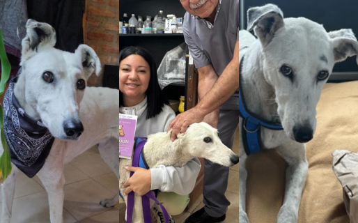 Nonita recibió atención veterinaria y hoy cuenta con un hogar de guarda