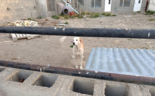 Allanaron la casa de una mujer de 42 años para rescatar a una perra desnutrida