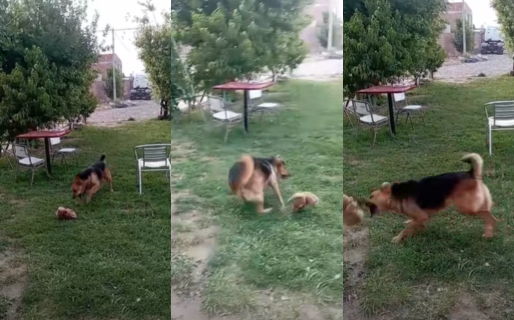 La perra que estuvo atada un año ahora juega libre en un patio