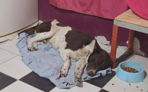 Adoptaron al perrito que saltaba portones para dormir seguro y ahora tiene una familia que lo ama