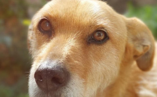 Una perra lucha por su vida y necesita donante de sangre urgente