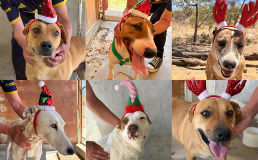 Impulsan la búsqueda de hogares para perros alojados en el Centro de Salud Animal