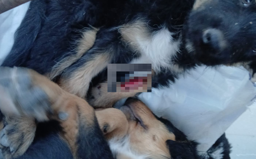 Denuncian que conductor de Uber atropelló a un perro y escapó