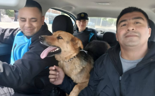 Una perra que estuvo un año atada con una cadena corta fue rescatada