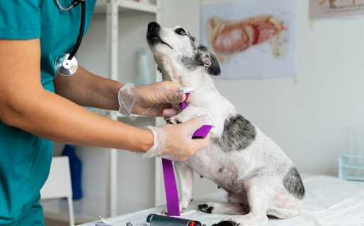 La Dirección General de Veterinaria anunció dónde continuará el servicio de esterilización durante el verano