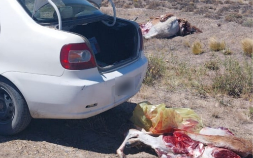 Despostaba guanacos en plena Ruta 26: le incautaron el vehículo y las piezas