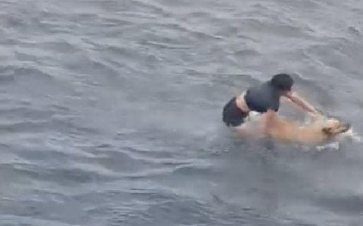 Dos jóvenes rescataron a un perrito que cayó al mar en el Paseo Costero y luego fueron auxiliados