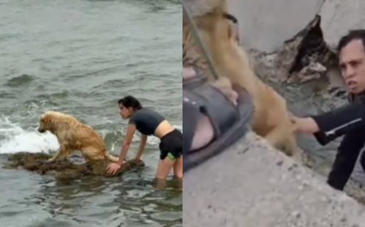 La pareja que había salvado a un perro de ahogarse logró rescatar a otro del canal del Roca
