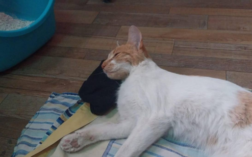 Vende vouchers de masajes para costear la recuperación de su gato