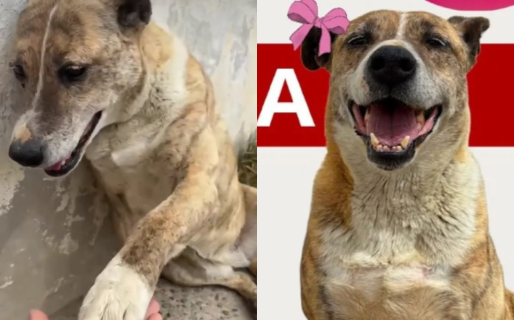 «Si la conoces no podés no amarla»: Tigresa sigue esperando un hogar