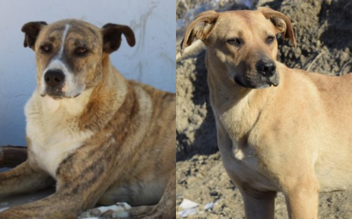 «Están esperando esa segunda oportunidad»: cuatro perros del dispensario buscan un hogar