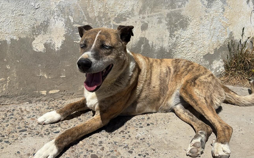 Buscan un hogar para Tigresa: tiene 7 años y goza de buen estado de salud